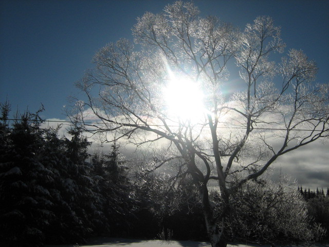 un saule a ste-aurelie