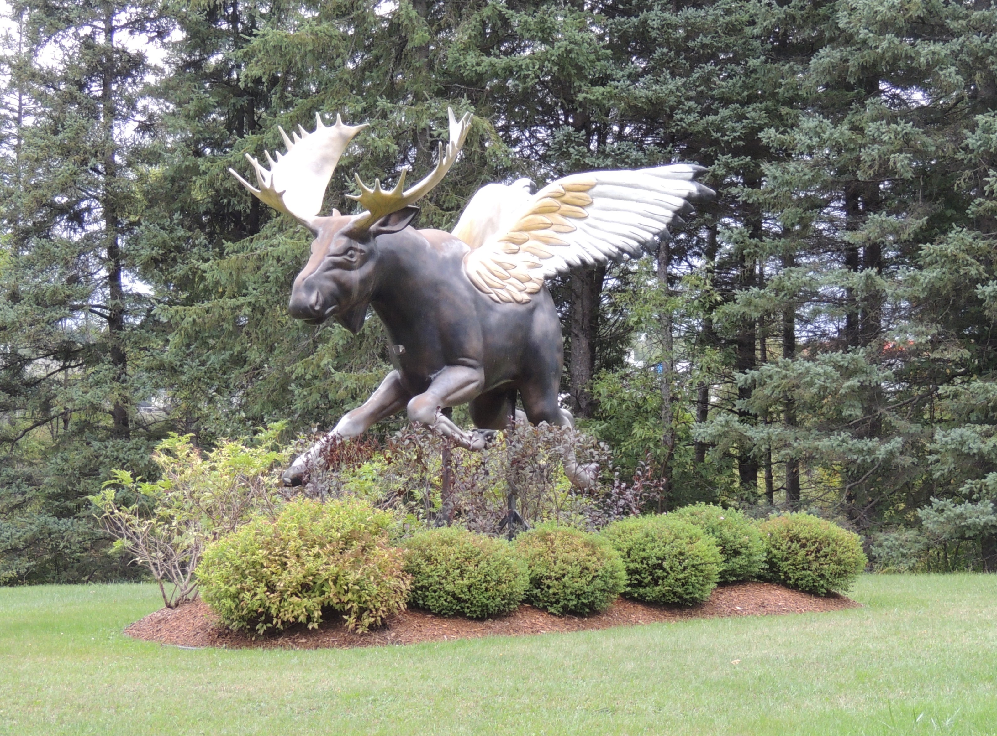 Orignal ailé de Manac