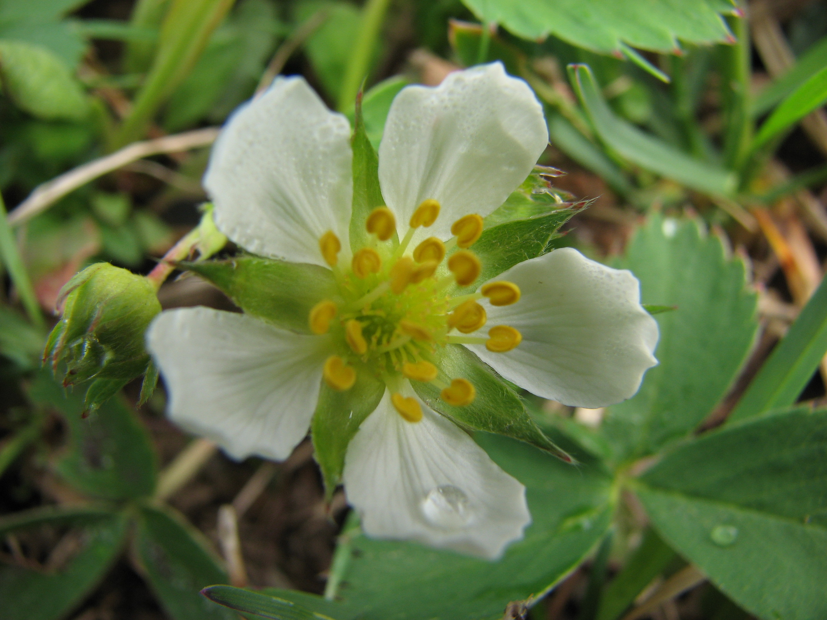Bientôt le temps des fraises