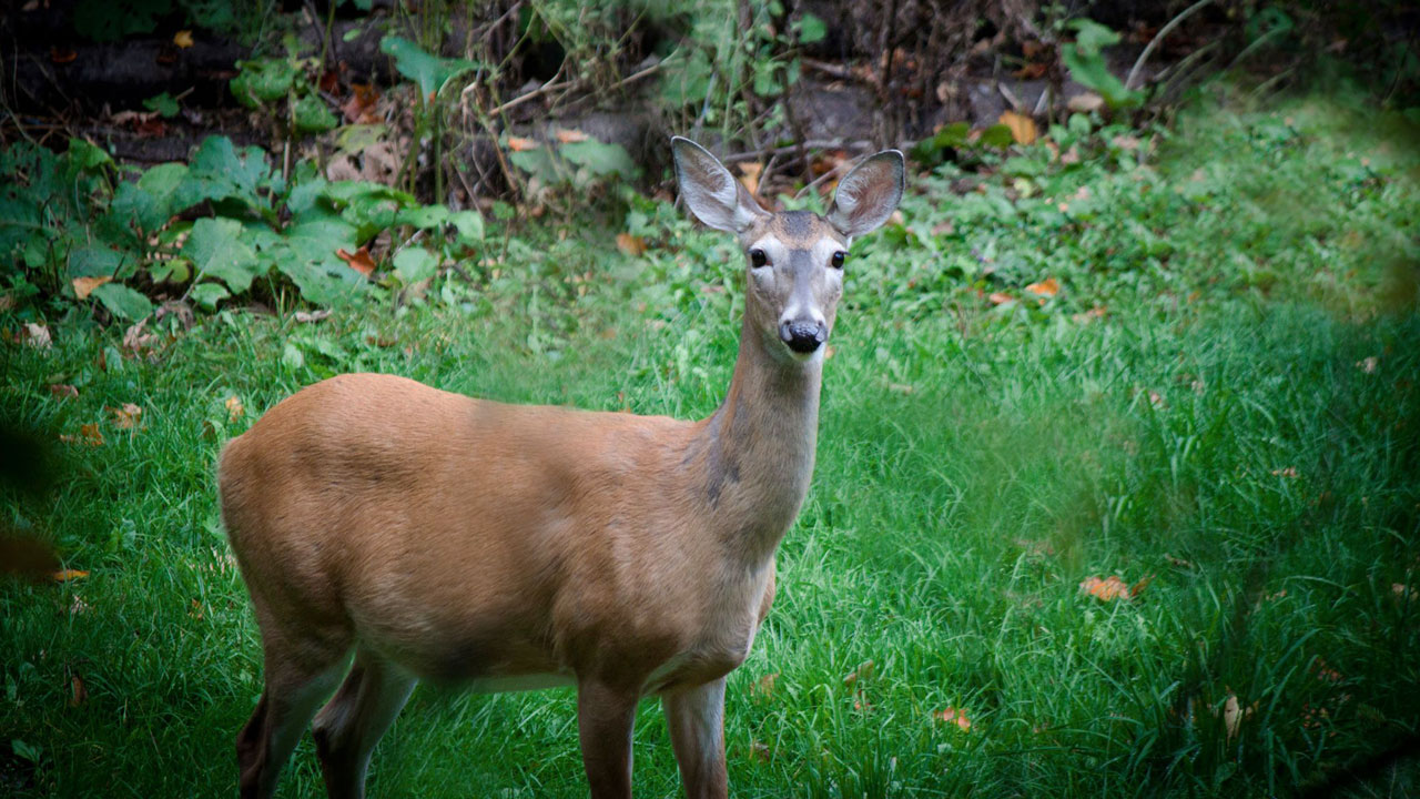 Nourrir les cerfs nuit à leur santé