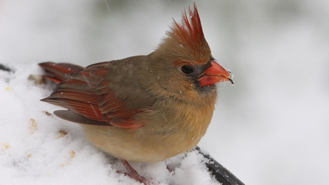 Participez au Décompte des oiseaux de Noël 2013