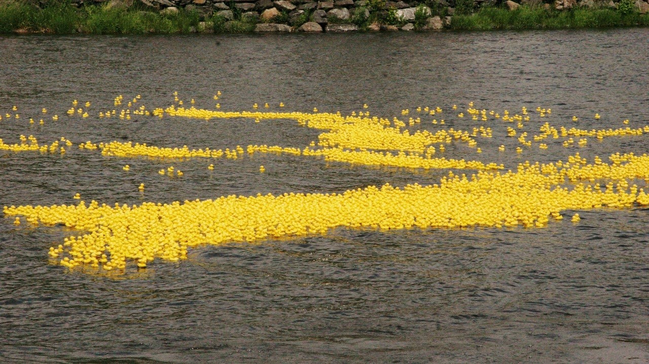Une marée jaune de petits canards envahit la rivière Chaudière