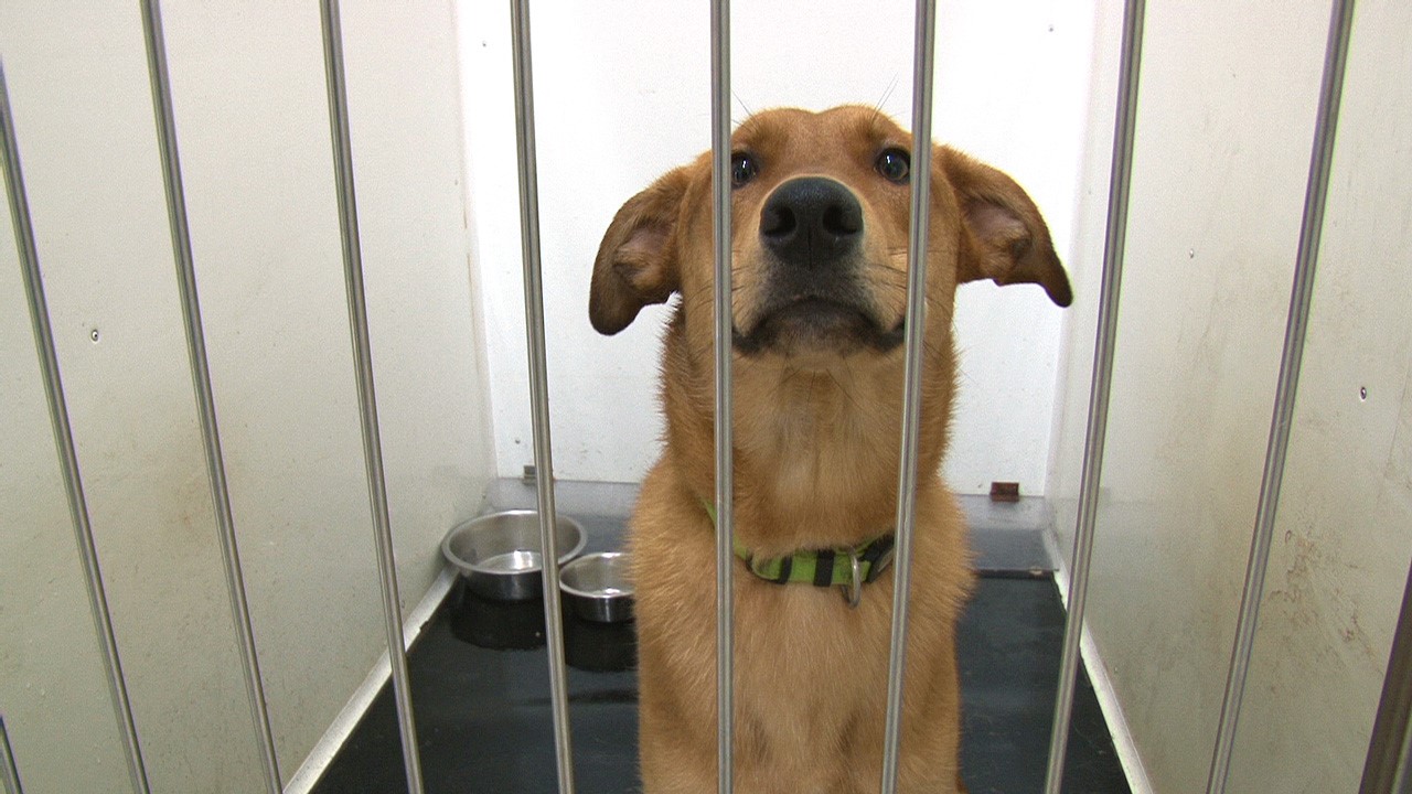 De nombreux animaux de compagnie abandonnés lors de la période des déménagements