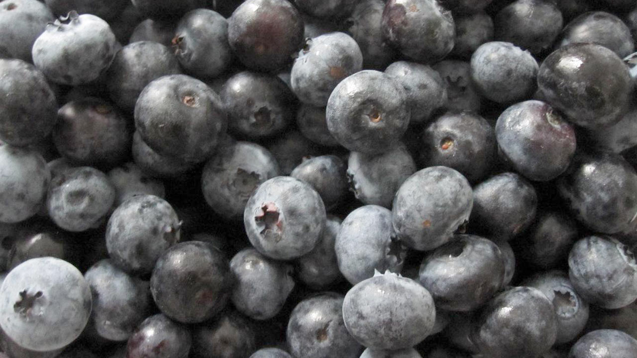 Les bleuets de la Chaudière-Appalaches présents en grand nombre en région