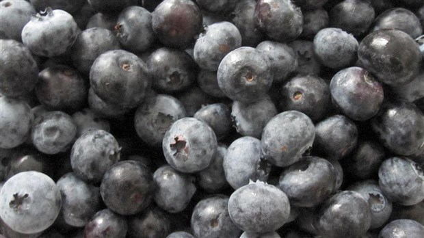 Les petits fruits de la Chaudière-Appalaches dans des établissements de santé et de services sociaux