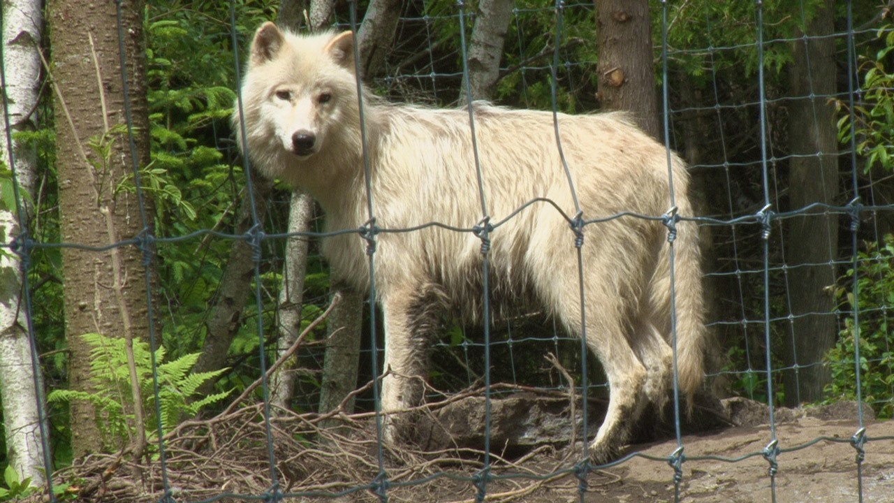 Le Miller Zoo de Frampton débute officiellement sa saison estivale