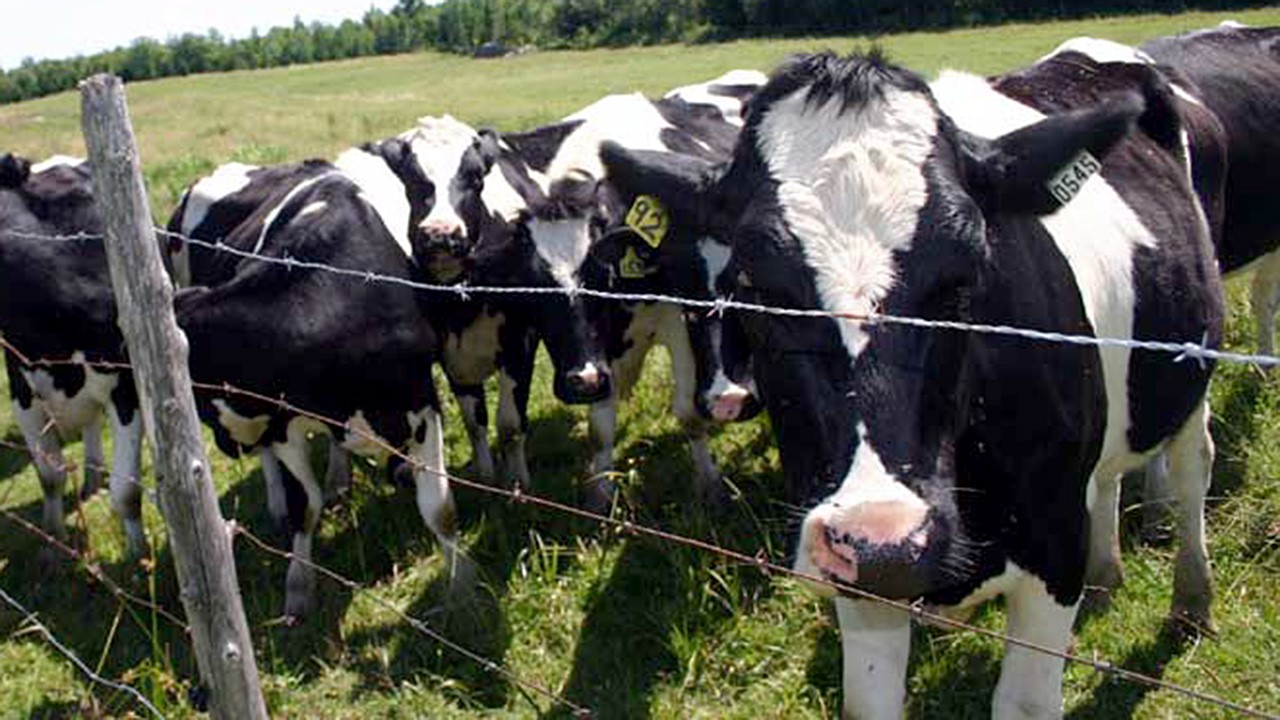 EN BREF | Le MAPAQ émet une amende de 6000 $ à une ferme laitière de Beauceville