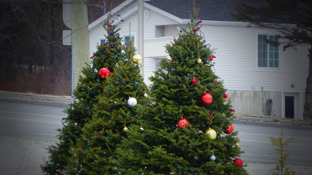 Collecte des sapins de Noël