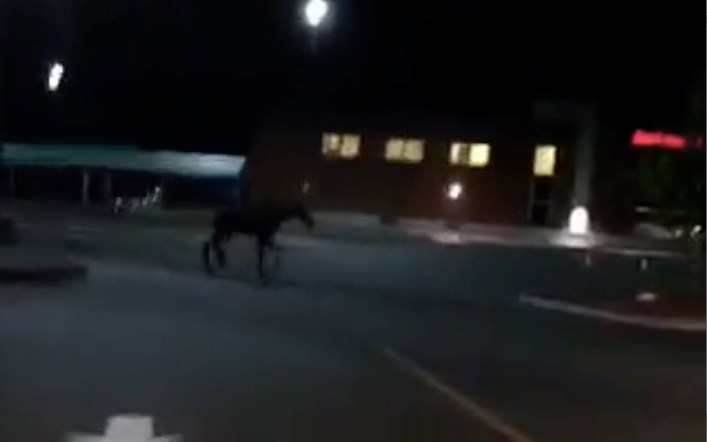 Un orignal en cavale à Saint-Georges dans la 150e rue