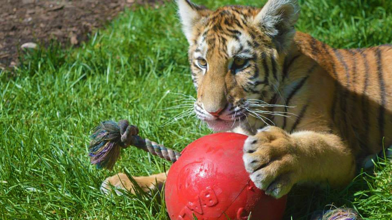 Journée au profit de Rêves d’enfants au Zoo Miller de Frampton le 27 juin prochain