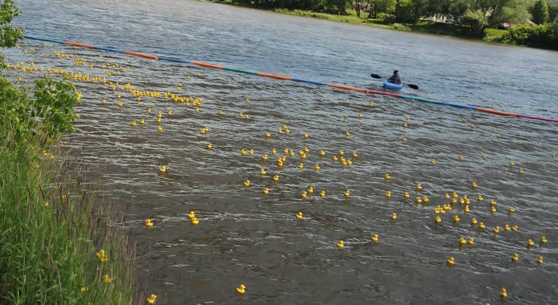 Le Club de natation régional de Beauce a amassé 18 945 $ lors de la sixième édition de la Grande course des petits canards Cuisine valentia 