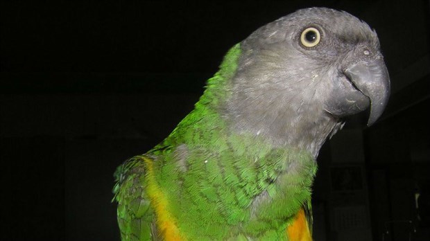 EN BREF | Le perroquet rare perdu à Saint-Georges est finalement retrouvé