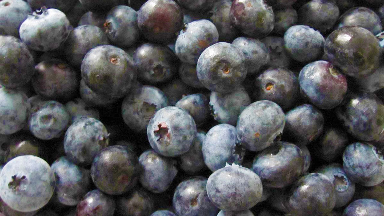 Les bleuets sont prêts pour la cueillette en Chaudière-Appalaches 