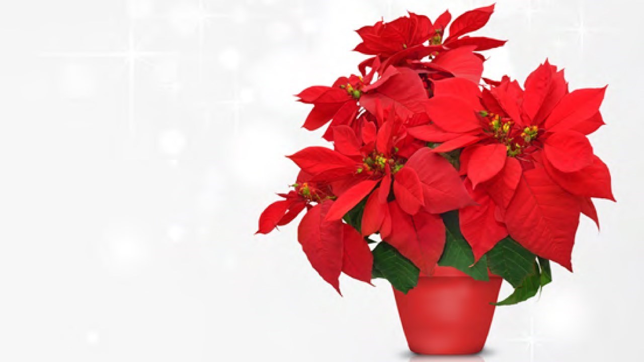 Le Bercail invite à participer à sa deuxième « Campagne des poinsettias »