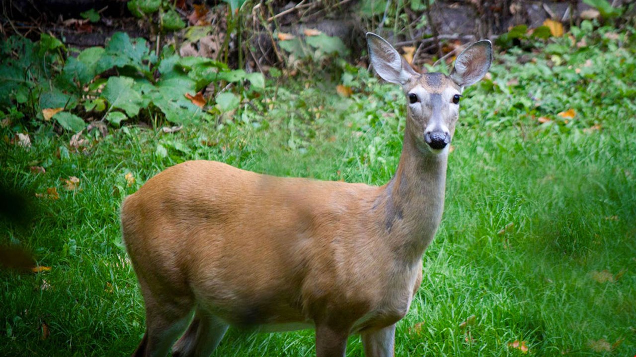 Des chevreuils causent des dommages à Saint-Georges