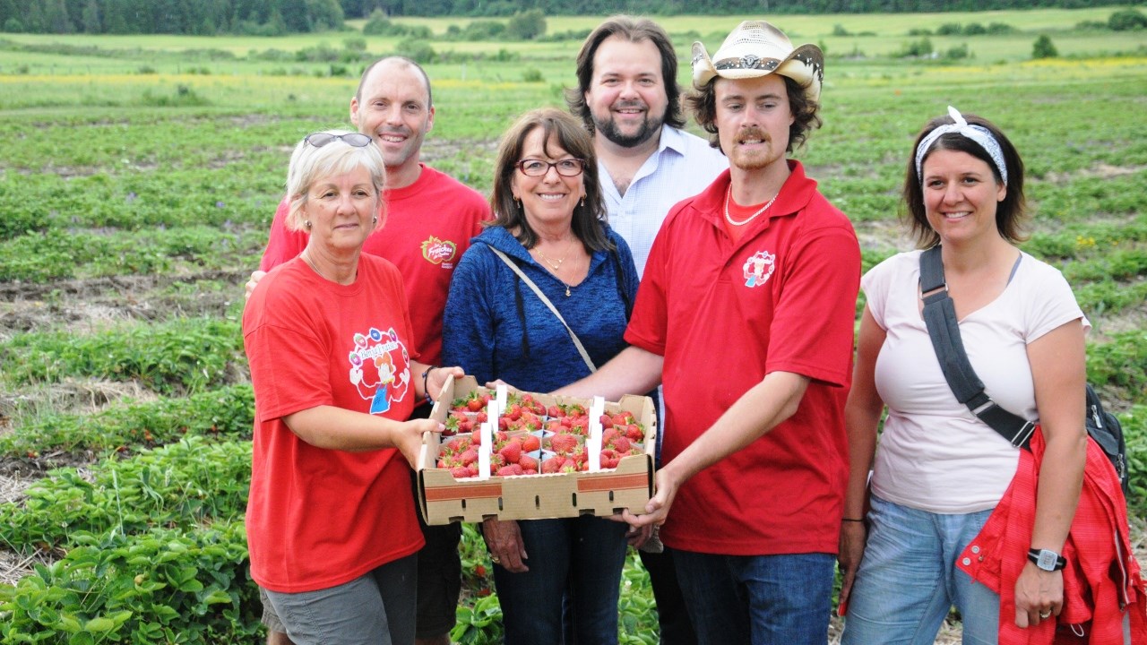 La saison des fraises est lancée en Chaudière-Appalaches
