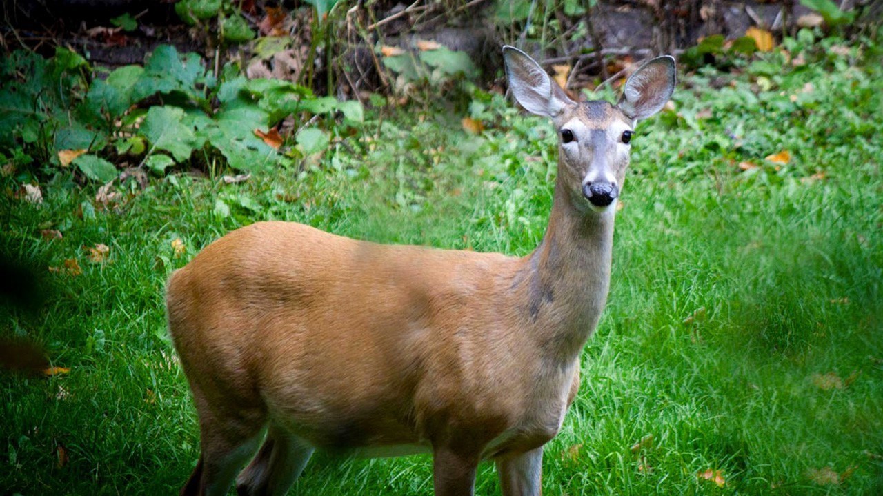 La SQ rappelle quelques conseils de sécurité aux chasseurs