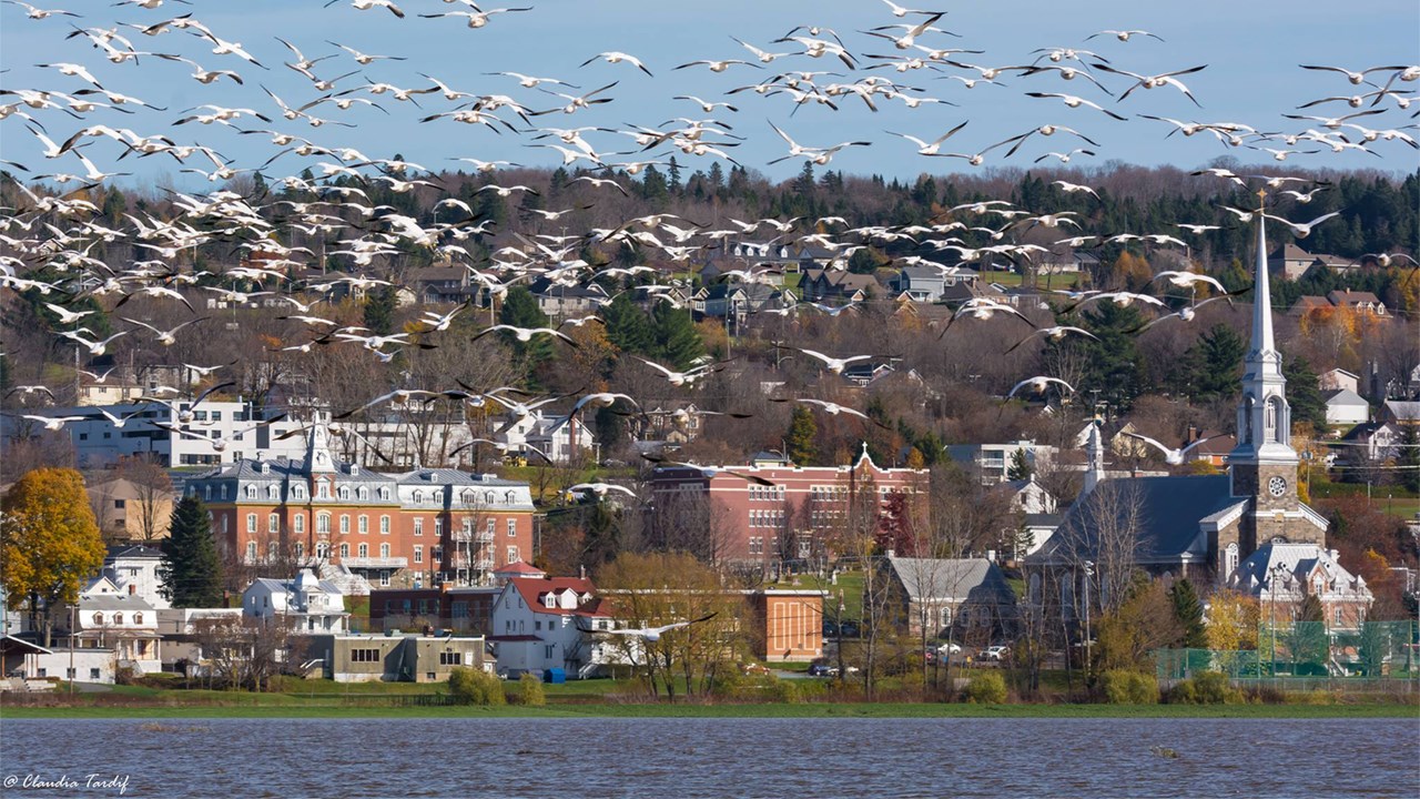 Normand DeLessard présente des nuées d'oies à Saint-Joseph en novembre 2017
