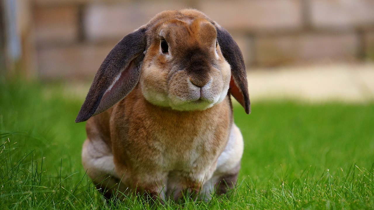 Avoir un lapin, bonne ou mauvaise idée ?