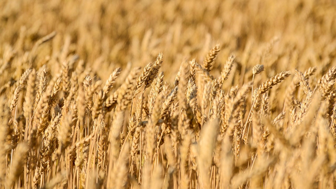 LE SAVIEZ-VOUS ? La Beauce tire son nom du « grenier à blé » de la France 
