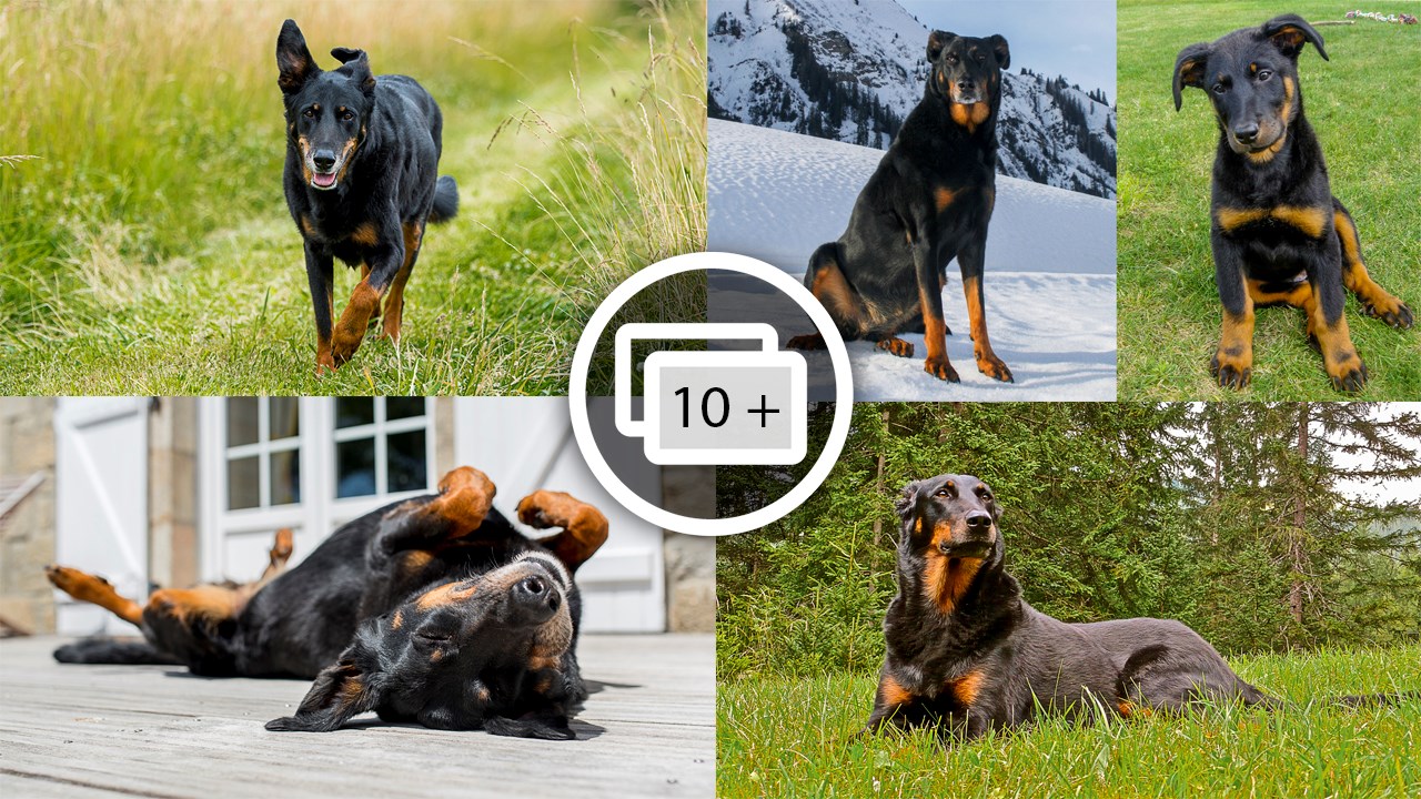 LE SAVIEZ-VOUS ? Connaissez-vous le rapport entre la Beauce et cette race de chien ? 