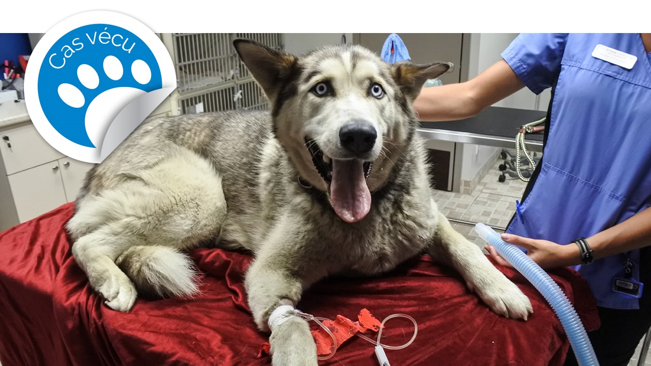 Fait vécu: L’histoire de Shadow, un Husky de 4 ans