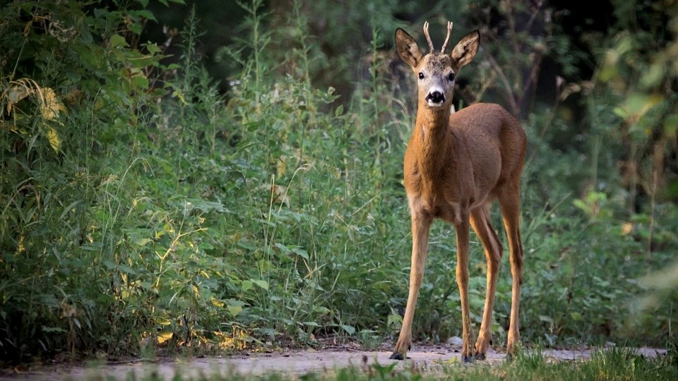 La maladie du cerf fou pourrait refaire son apparition 