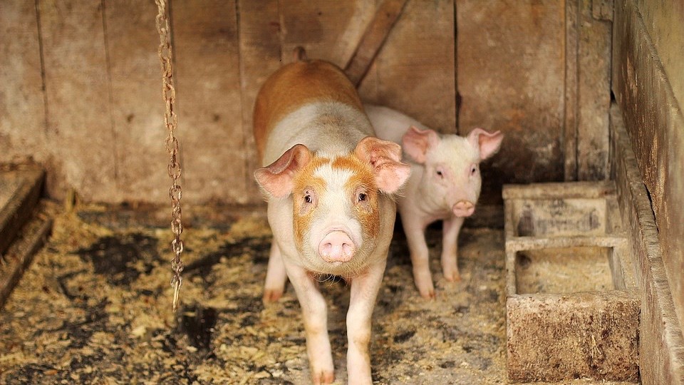 Industrie porcine : bonne ou mauvaise passe ? 