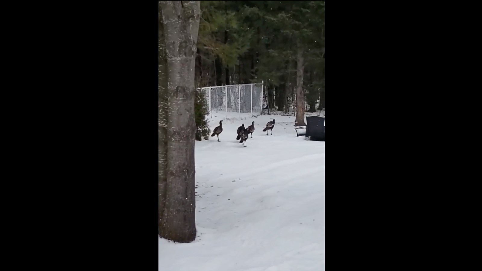 Un troupeau de dindons terrifie un résidant de la 170e rue 