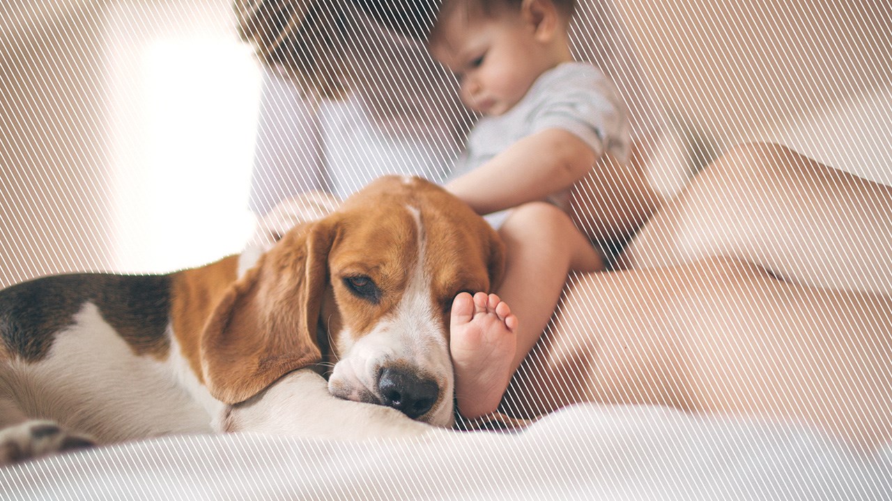 Bébé arrive, préparez votre chien!