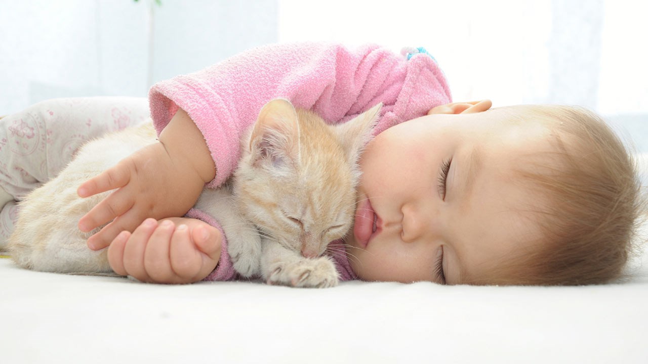 Bébé arrive, préparez votre chat !