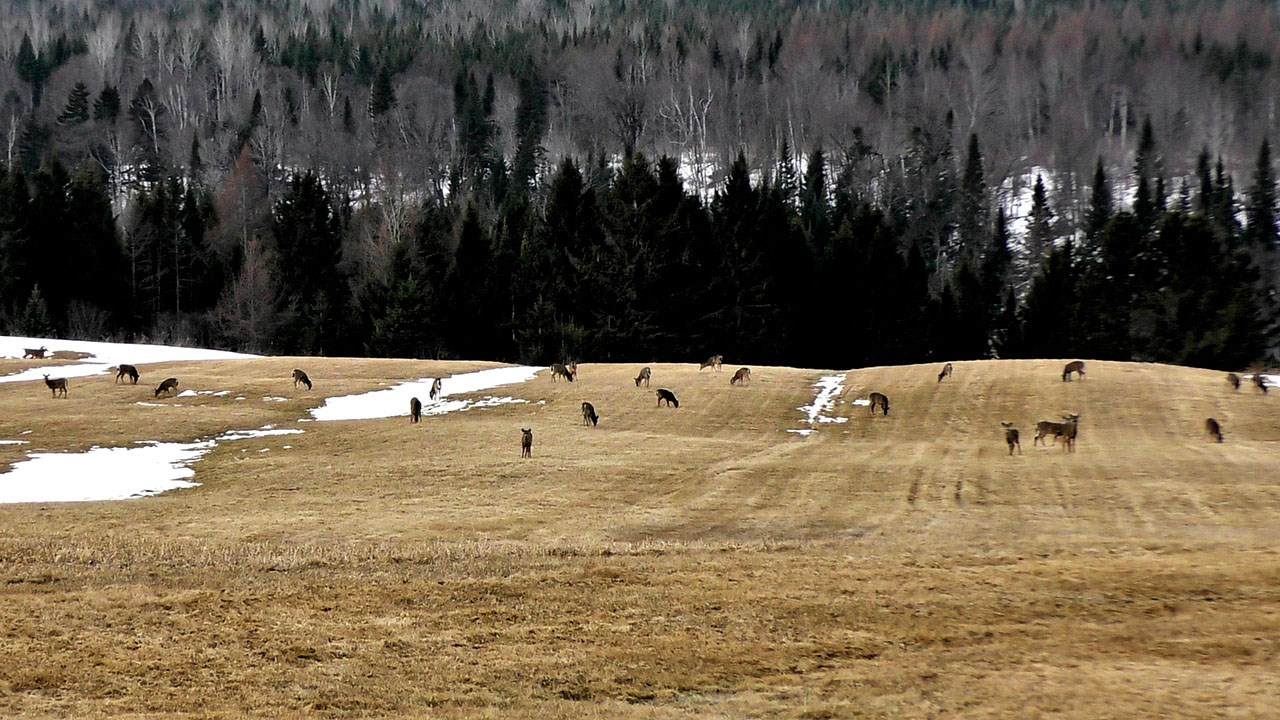 Normand DeLessard présente la sortie des chevreuils au printemps 2018 en Beauce