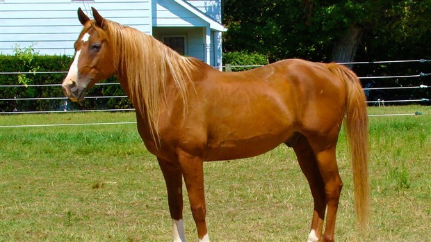 Une 3e édition pour la tire de poneys de Saint-Gédéon