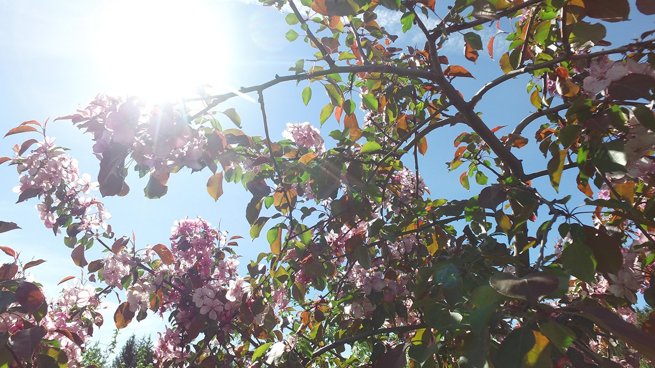 Normand DeLessard présente la beauté des pommiers fleuris en Beauce