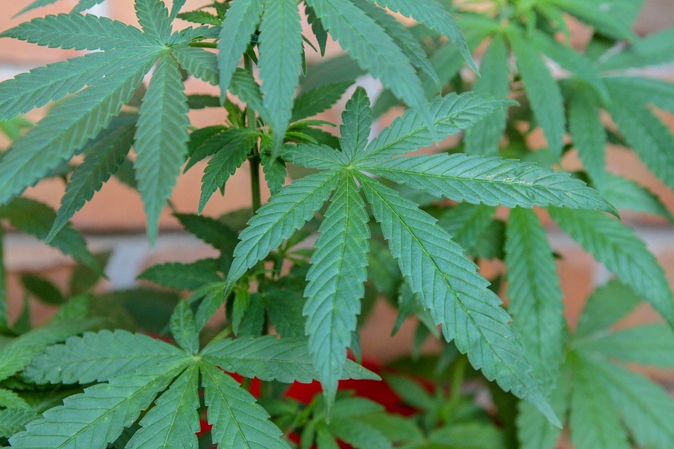 Loi C-45 : le cannabis sera légal en octobre au Canada