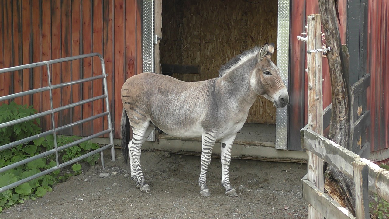 Normand DeLessard se rend au Miller Zoo de Frampton