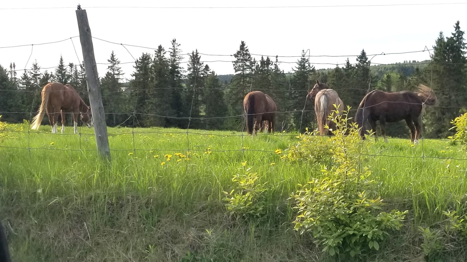 Un premier débat électoral en Beauce sur l'agriculture