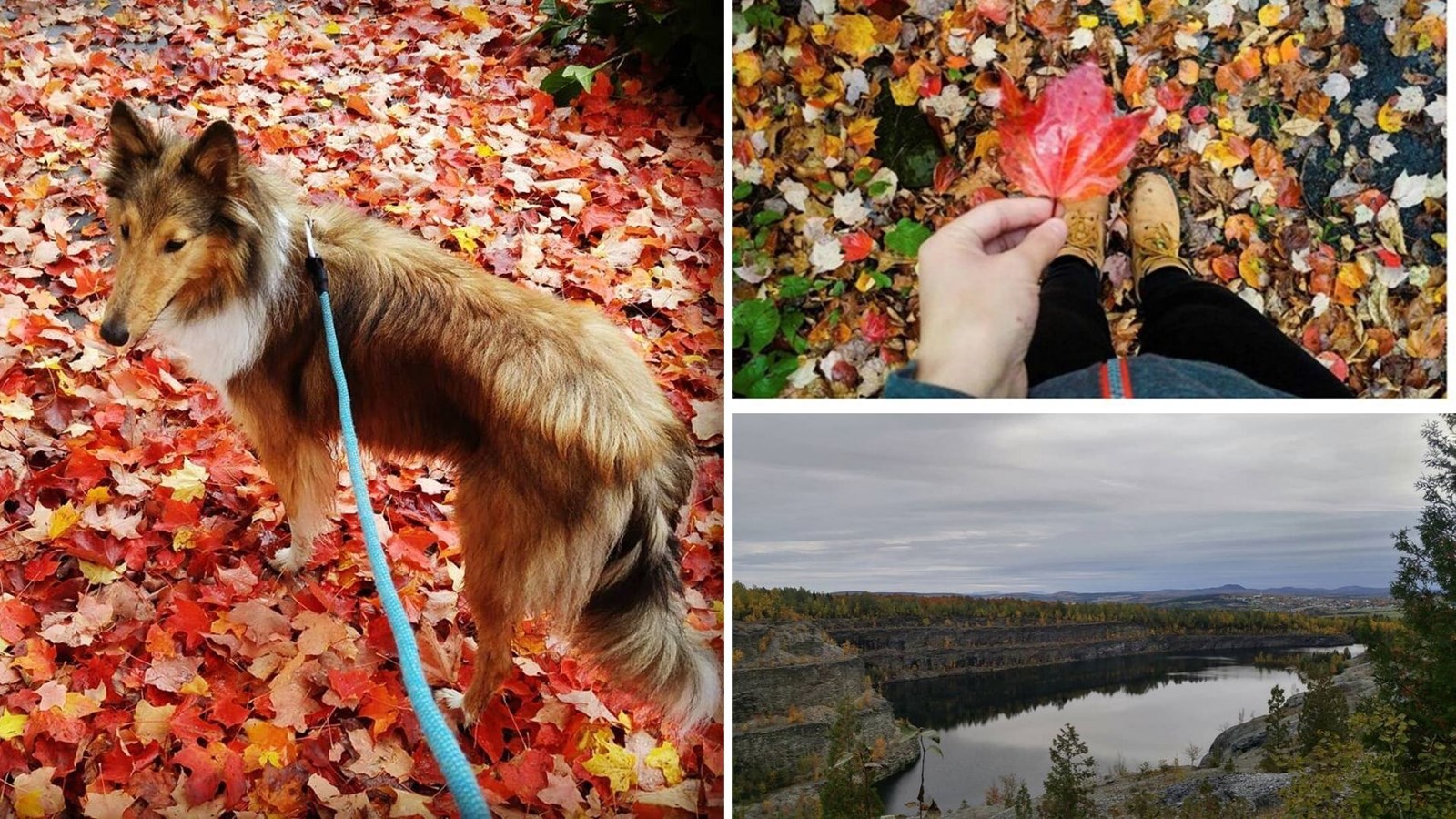 Appel de photographie : votre vision de l'automne !