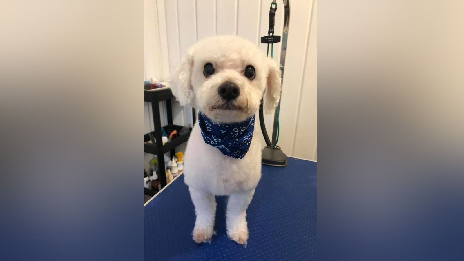 Normand DeLessard présente l'ouverture officielle de la garderie Le chien d'or