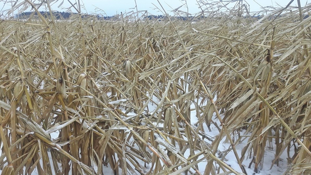 Retour hâtif du froid : les producteurs de grains subiront d’importantes pertes 