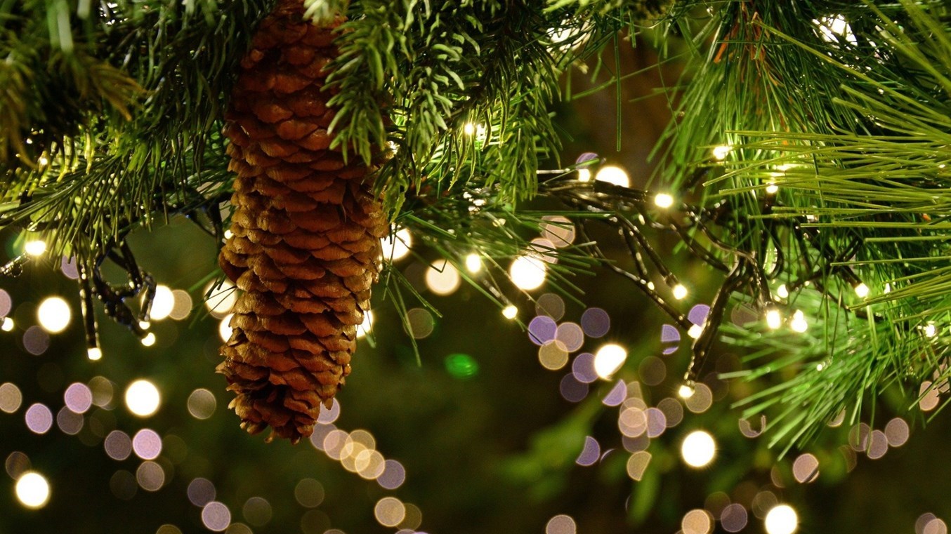 Savez-vous comment garder votre sapin naturel beau longtemps ? 