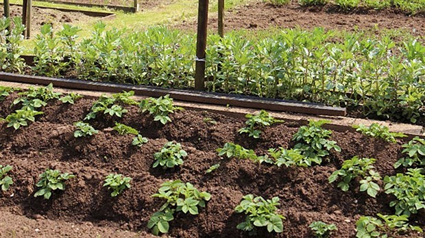 Trois projets pour favoriser l'accès aux aliments sains