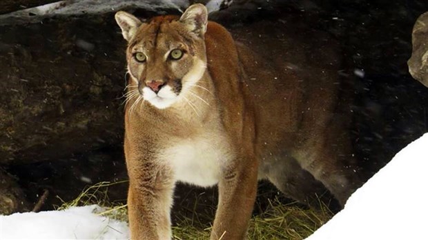 Tourisme : Le Miller Zoo et le Village Aventuria reçoivent une aide financière