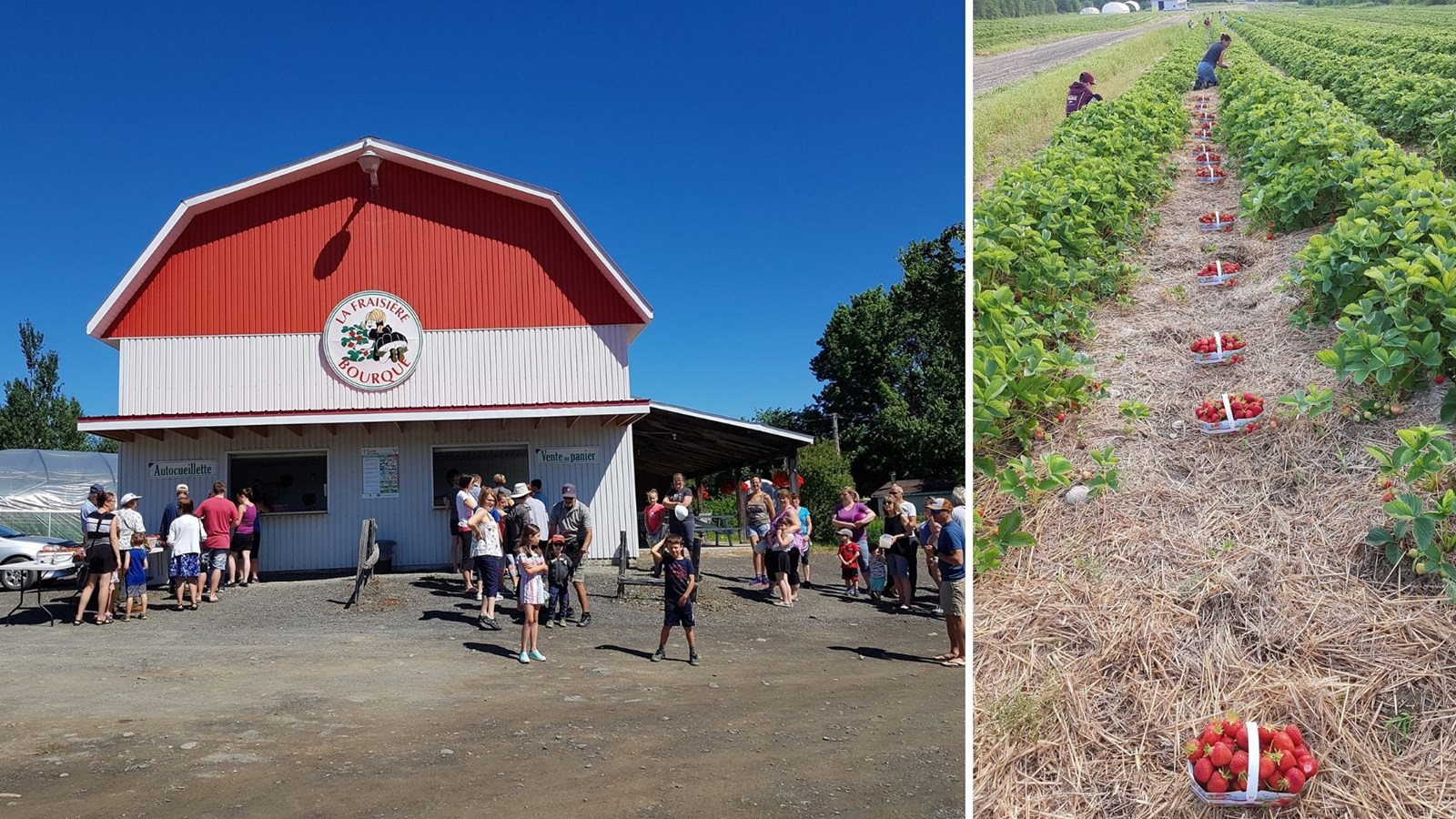 Une saison de récolte fructueuse pour les producteurs de fraises