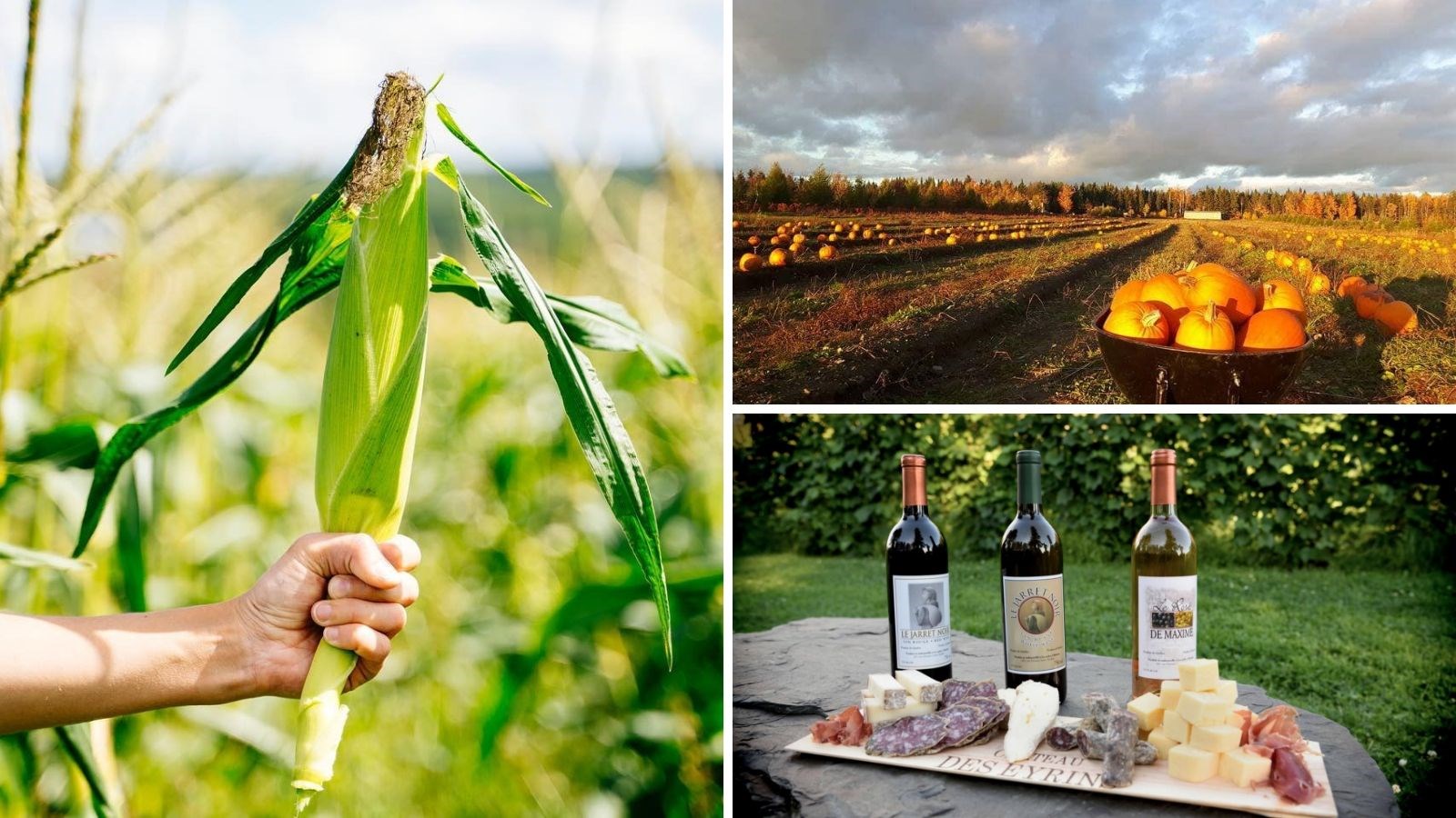 La campagne « Vendanges et autocueillette en Chaudière-Appalaches » se déploie pour une 4e année consécutive