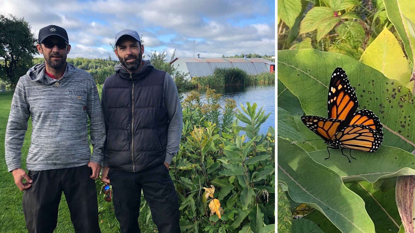 Des dizaines de papillons monarques viennent se reproduire à Saint-Benoît