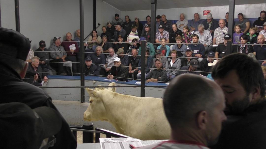 Normand DeLessard présente l'encan d'animaux de La Guadeloupe