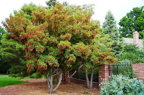 100 « arbres pour l'avenir » seront attribués en 2020