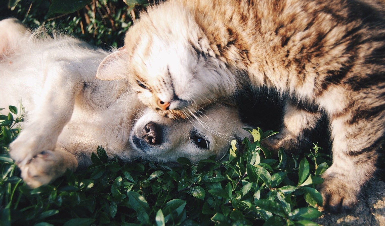Modifications au renouvellement des médailles pour vos chiens et chats 