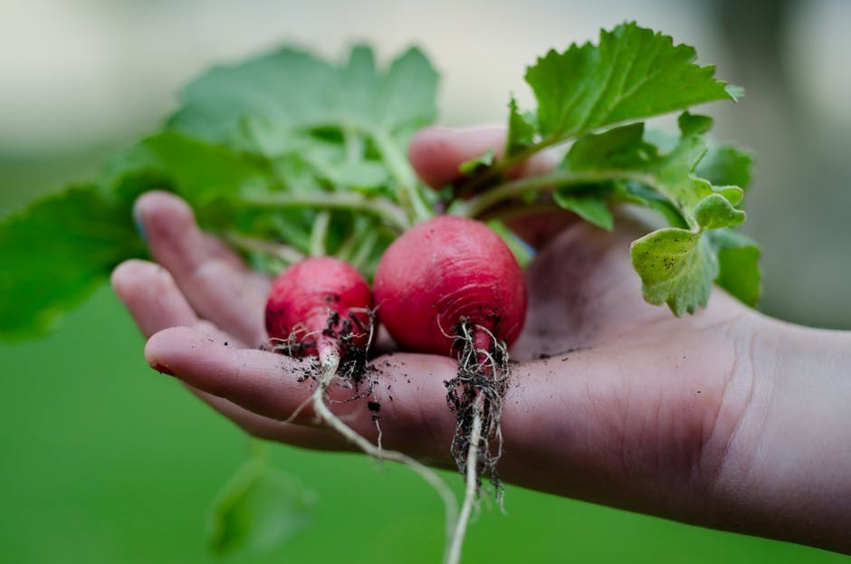 Les agriculteurs pourraient-ils embaucher les travailleurs ayant perdu leur emploi ? 